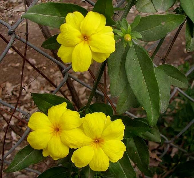 primrose-jasmine