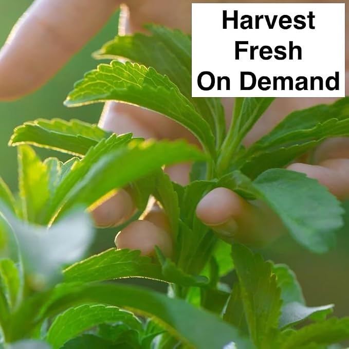 stevia