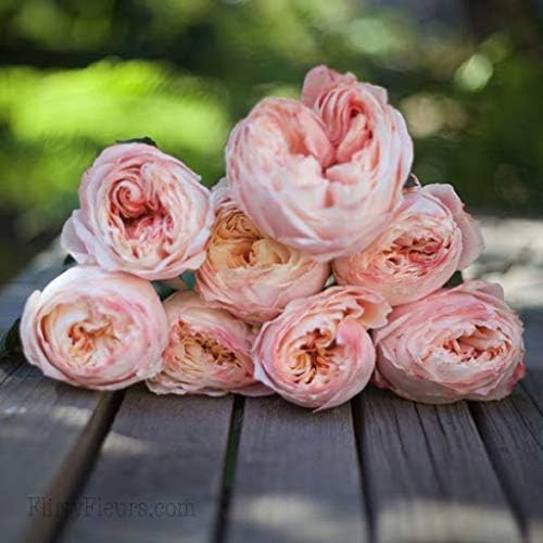 Light pink cream