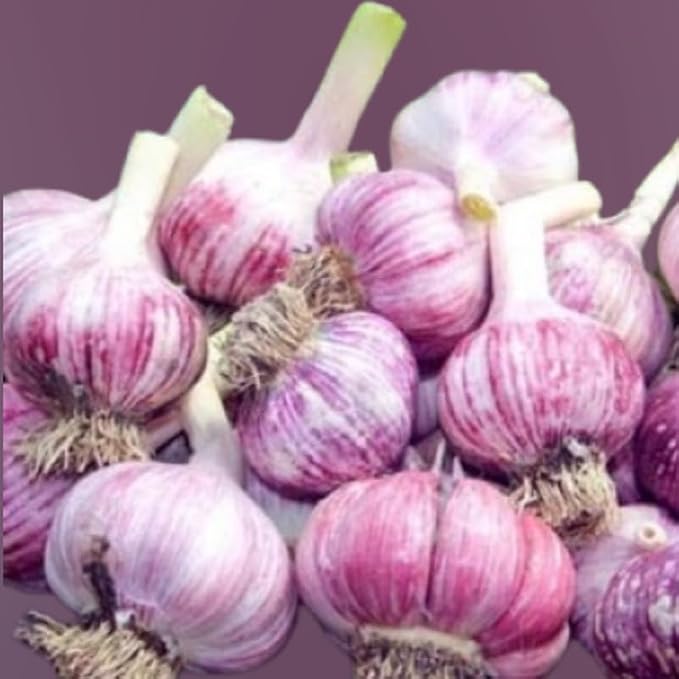 Large Garlic