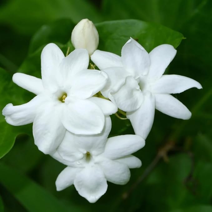 arab-jasmine
