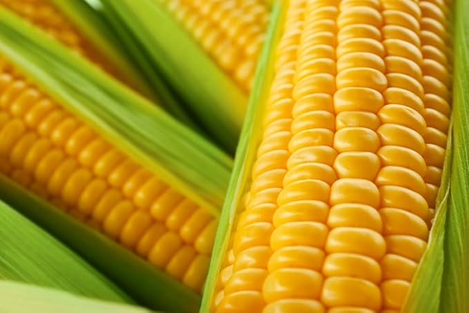 Sweet Corn - 100 Seeds