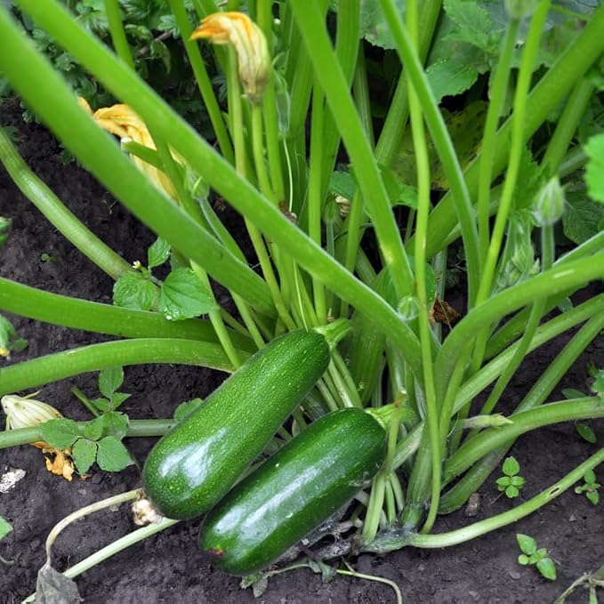 Green Squash