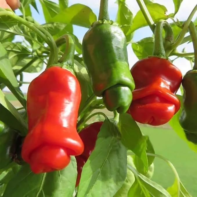 Hot Peter Pepper