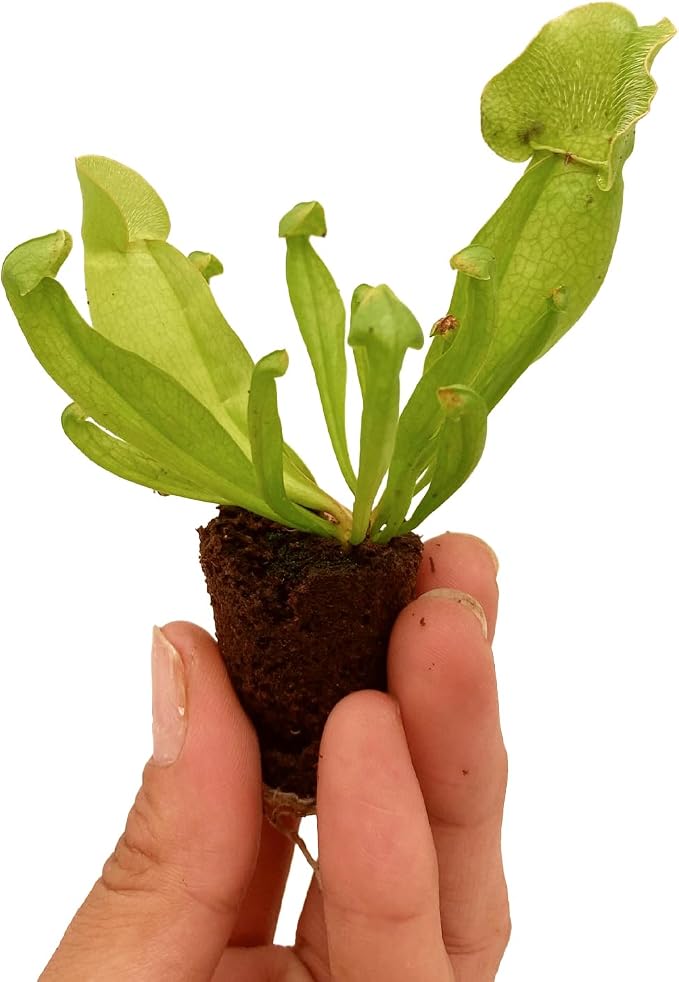 Purple Pitcher Plant