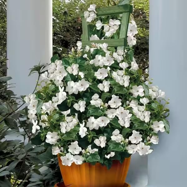 arab-jasmine