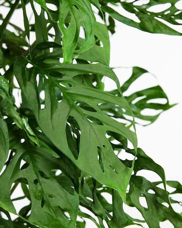 Monstera Adansonii Potting Mix