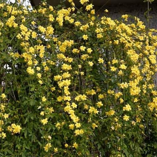 primrose-jasmine
