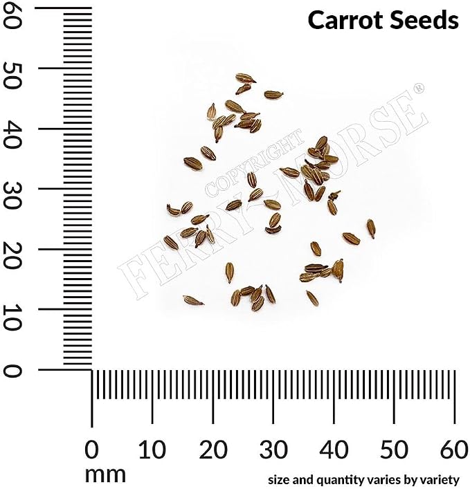 Carrot Touchon Seed Multipack - 7 Pack