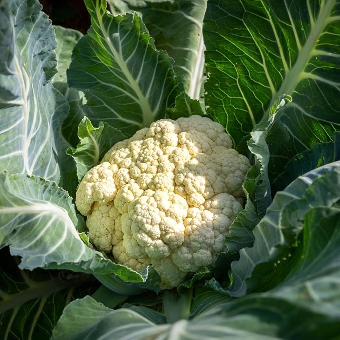 White Cauliflower
