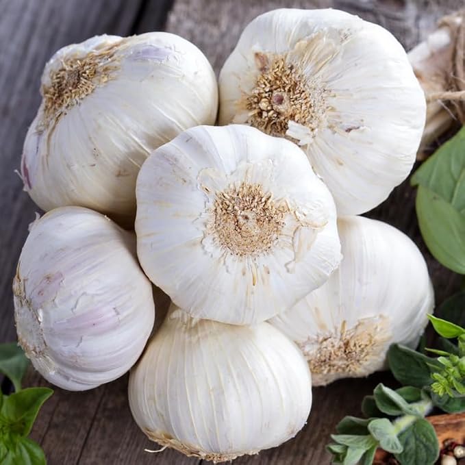 Music Garlic
