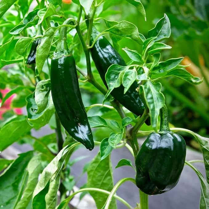 Green Pepper