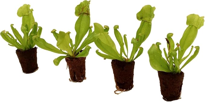 Purple Pitcher Plant & Venus Fly Trap
