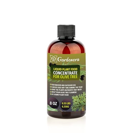 OLIVE TREE