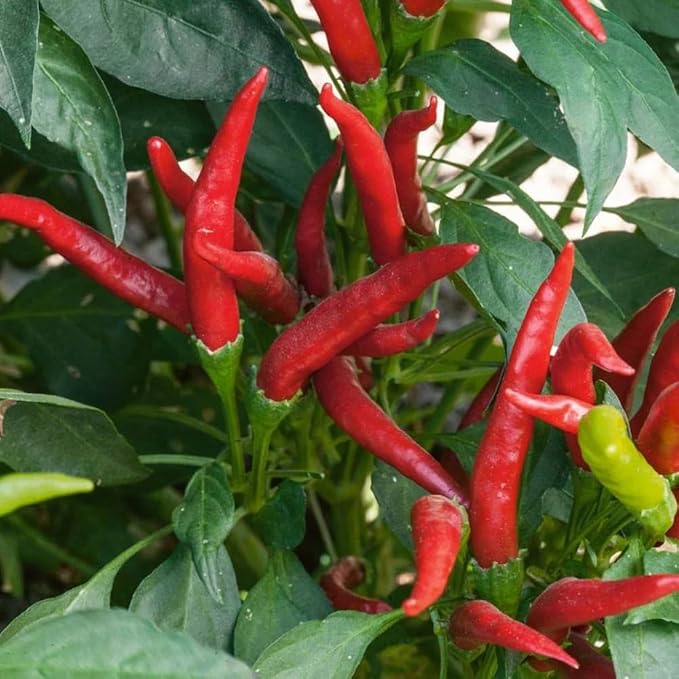Long Thin Red Pepper