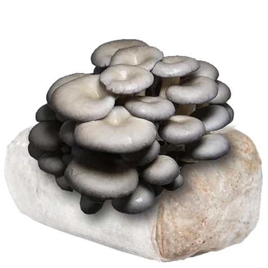 Blue Oyster