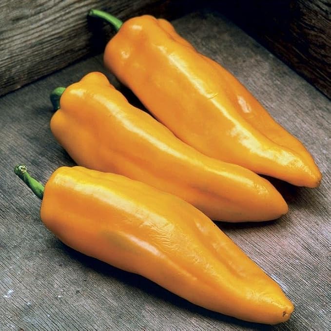 Mama Mia Giallo Hybrid