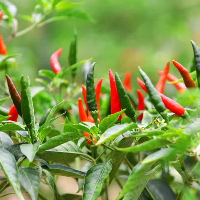 Long Thin Red Pepper