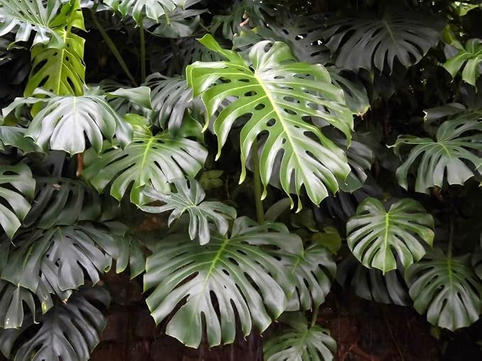 Monstera Borsigiana Soil Mix