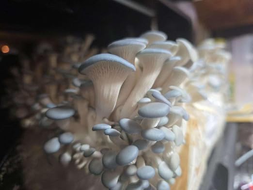 Blue Oyster