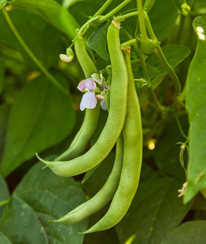 Stringless Green Pod