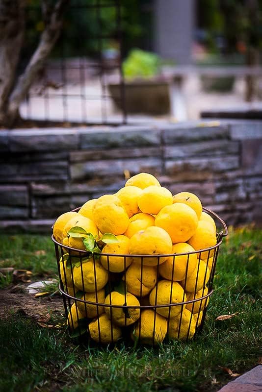 CITRON TREE