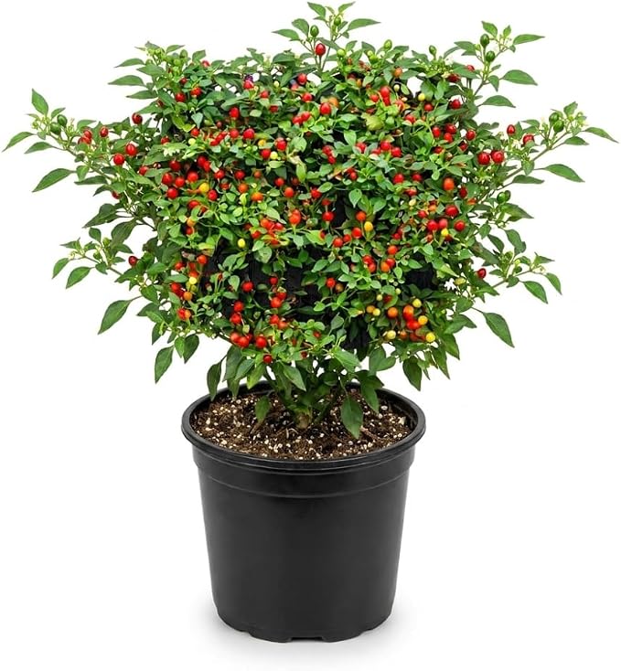Chiltepin Tepin Bird Pepper