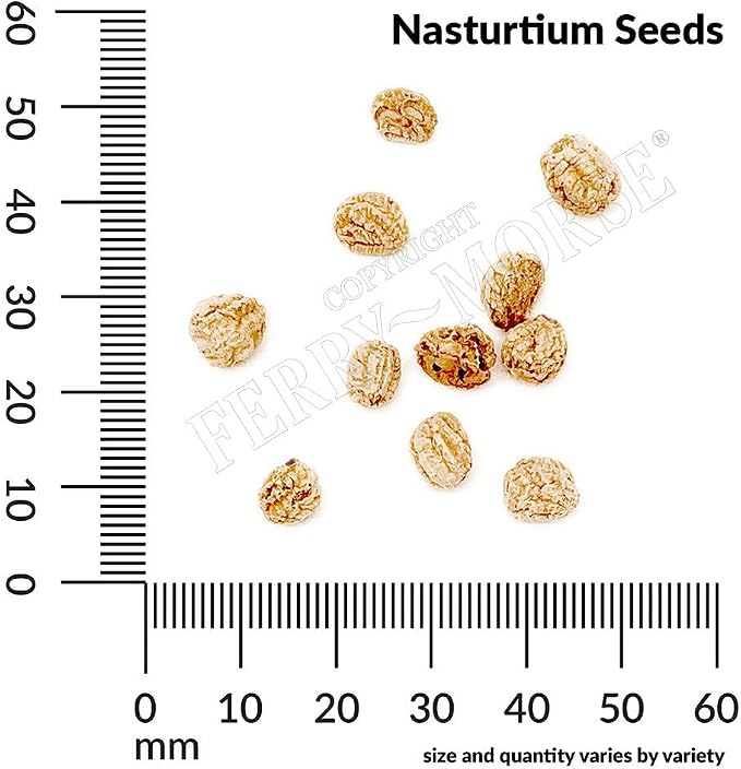 Nasturtium Jewel Mixed Colors Seed Multipack - 7 Pack
