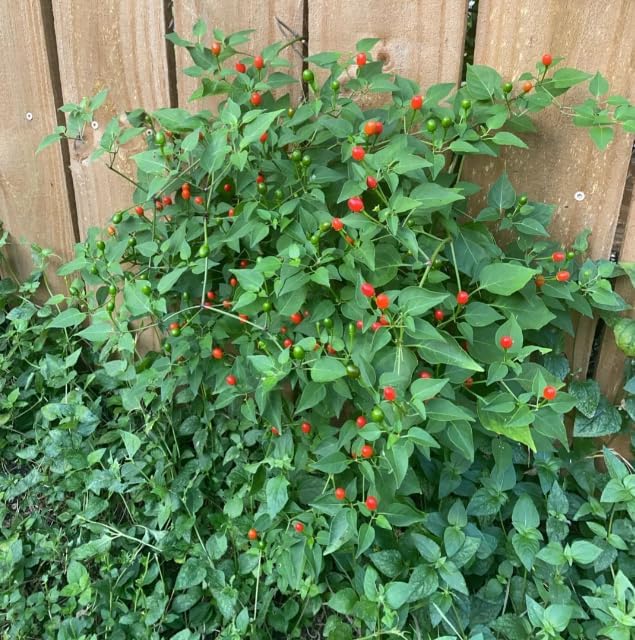 __DEFAULT__