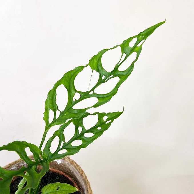 Monstera Obliqua Soil Mix