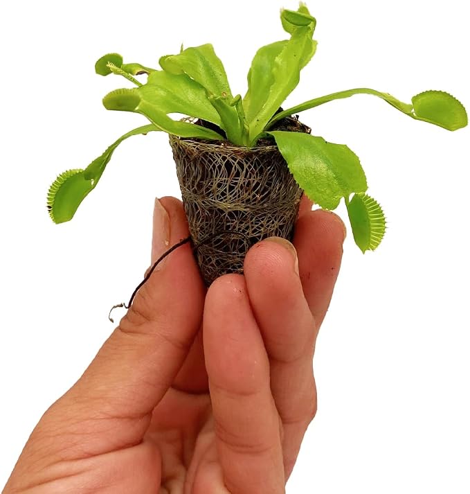 Venus Fly Trap