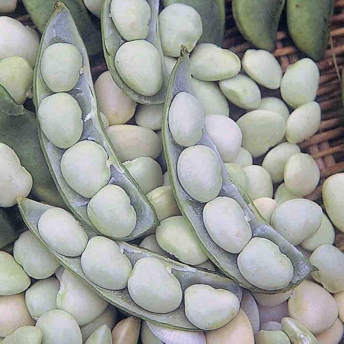 Lima Bean Fordhook Bush #242 Seed Bundle- 10 Pack