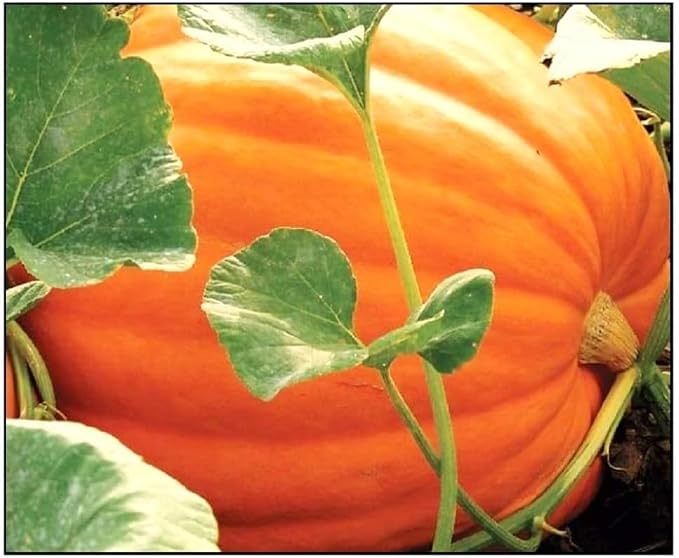 Big Max Pumpkins - 30 Seeds