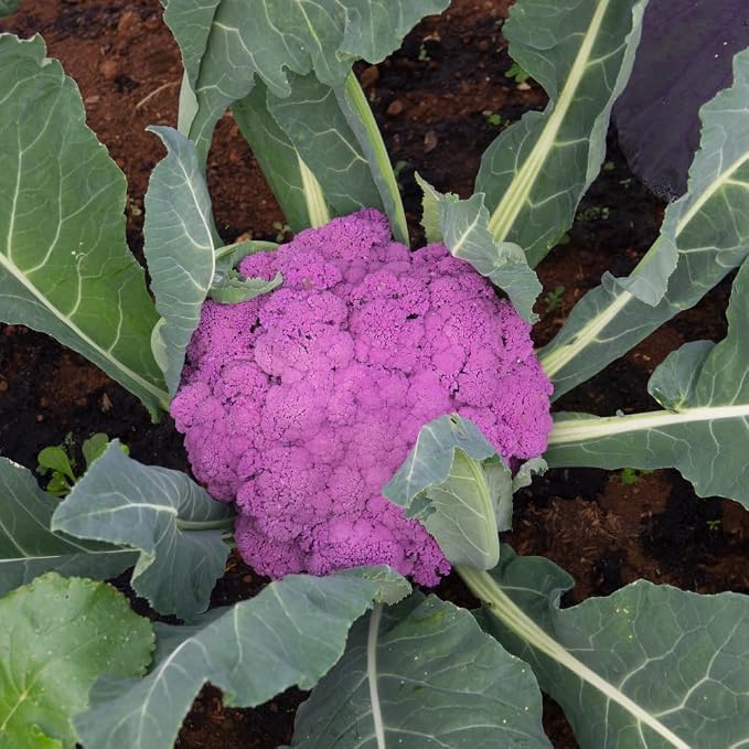 Purple Cauliflower