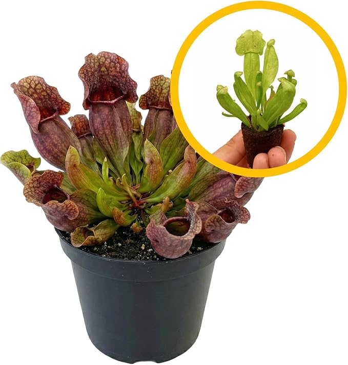 Purple Pitcher Plant