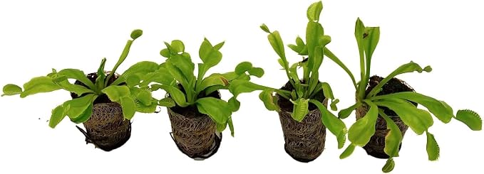 Purple Pitcher Plant & Venus Fly Trap