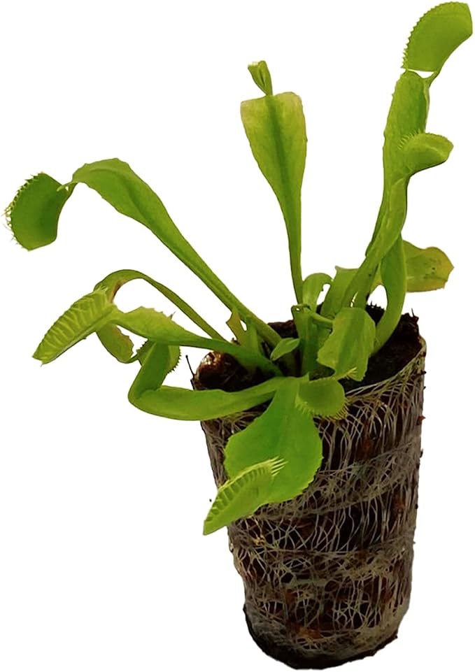 Venus Fly Trap
