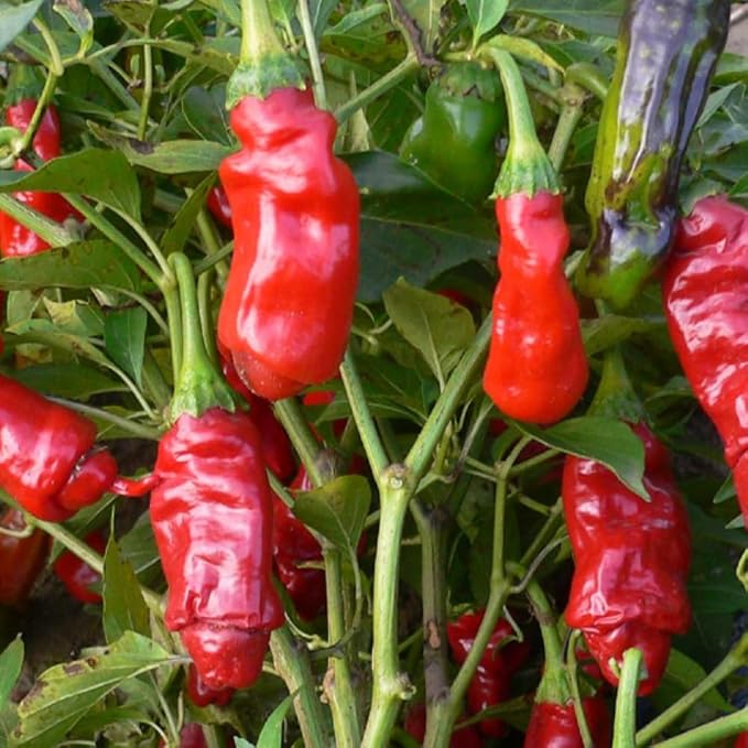 Hot Peter Pepper