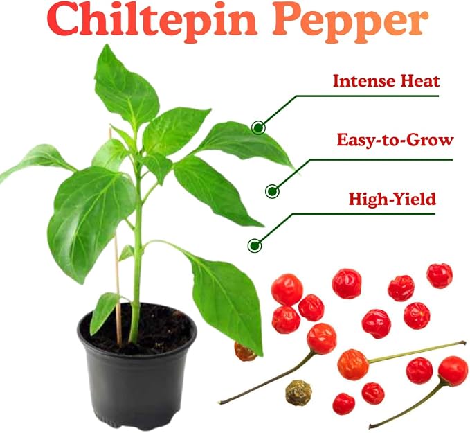 Chiltepin Tepin Bird Pepper
