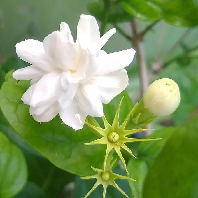 arab-jasmine
