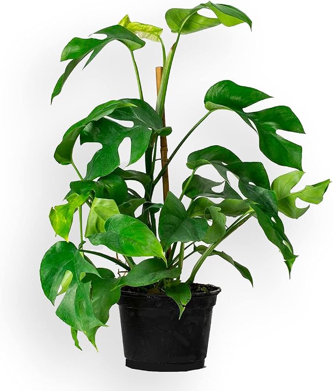 Monstera Ginny Plant Soil Mix