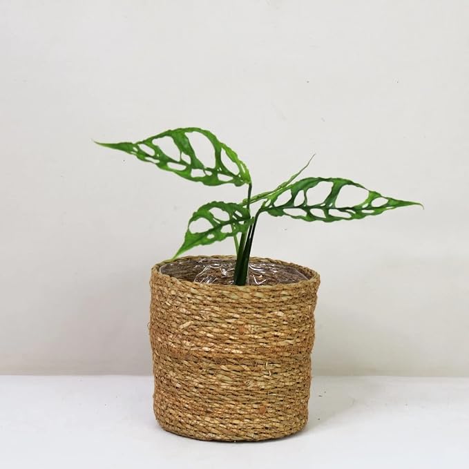 Monstera Obliqua Soil Mix
