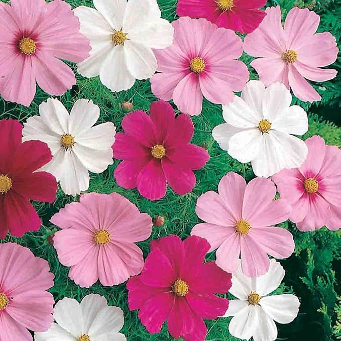 Cosmos Dwarf Cutesy Mixed Colors Seed Multipack - 7 Pack