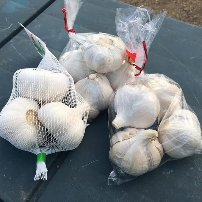 Music Garlic
