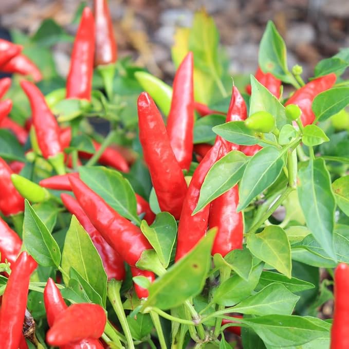 Pequine Super Chili Pepper