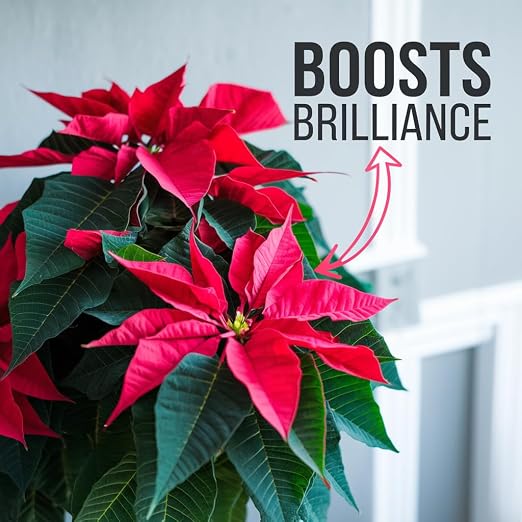 POINSETTIA FLOWERS