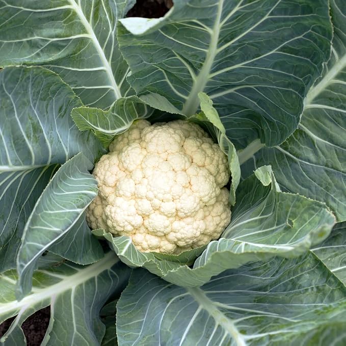 White Cauliflower