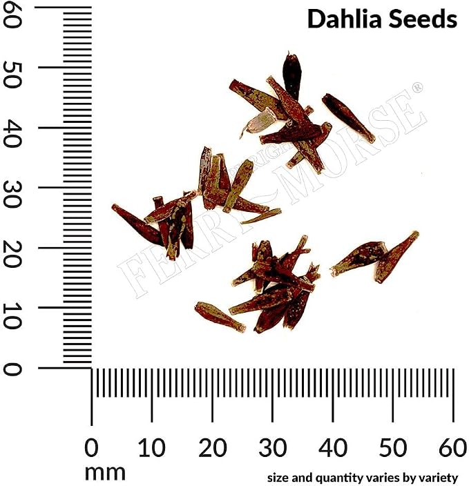Dahlia Unwin's Dwarf Mixed Colors Seed Multipack - 7 Pack