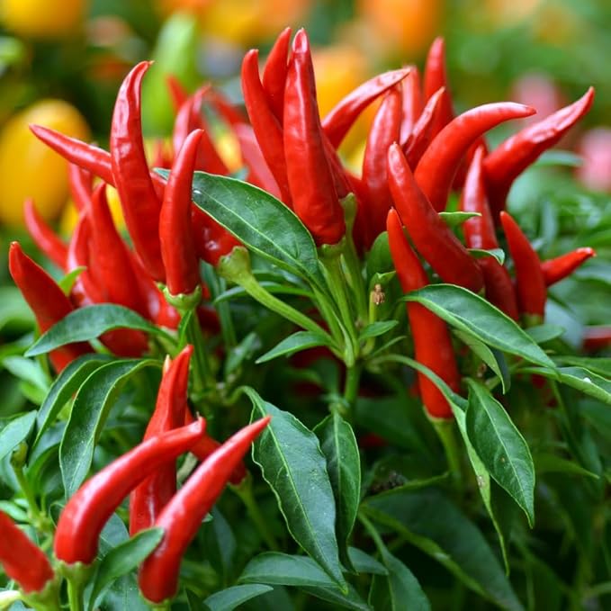 Long Thin Red Pepper