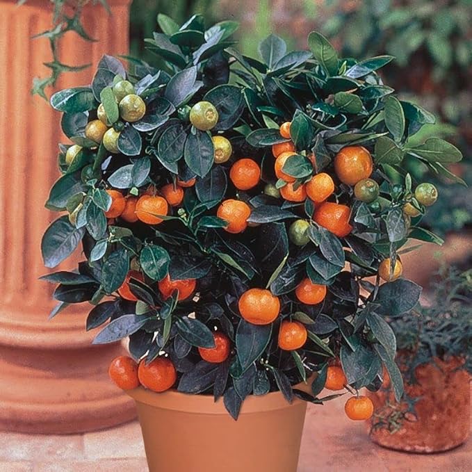 TANGERINE TREE